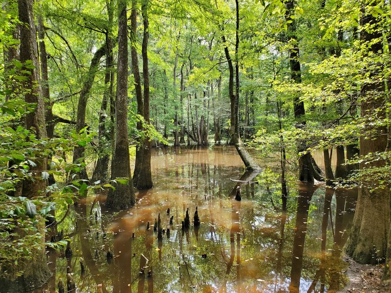 Let The Rivers Explain Why This Forest Looks So Wild