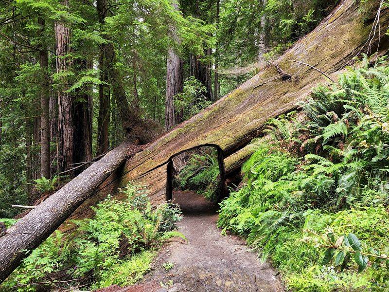 Tall Trees Grove
