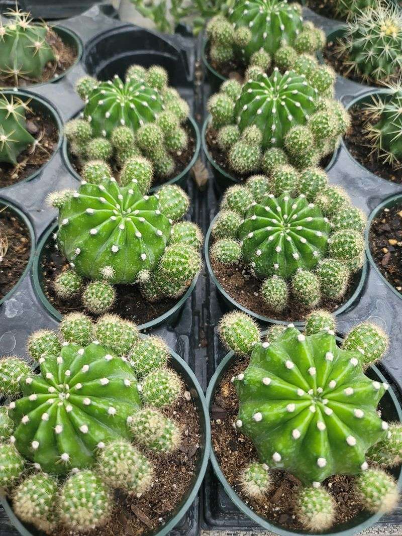 The Cactus Collection Brings A Little Desert Drama
