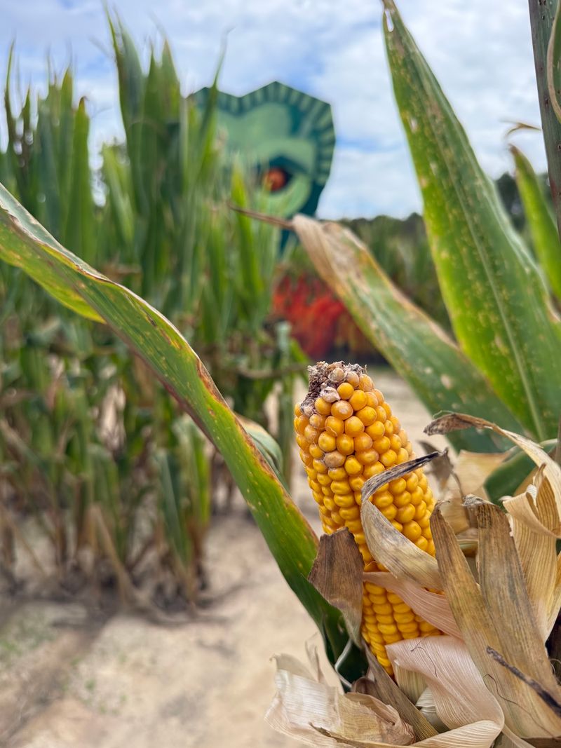 Get Lost In Jackson Farm’s Custom Corn Maze