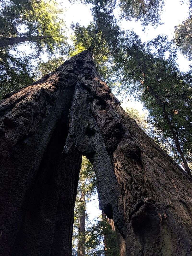 Founders Grove