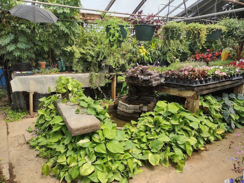 South Wichita Is Where Your Next Plant Adventure Begins