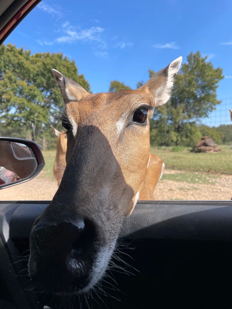 Franklin Drive Thru Safari