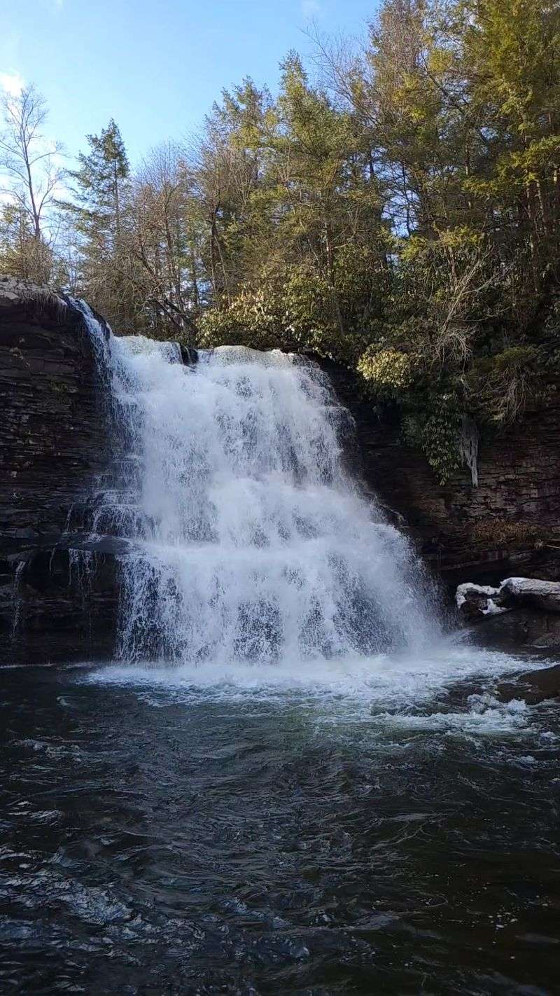 How Cranesville Swamp Gives Muddy Creek Its Distinctive Dark Water
