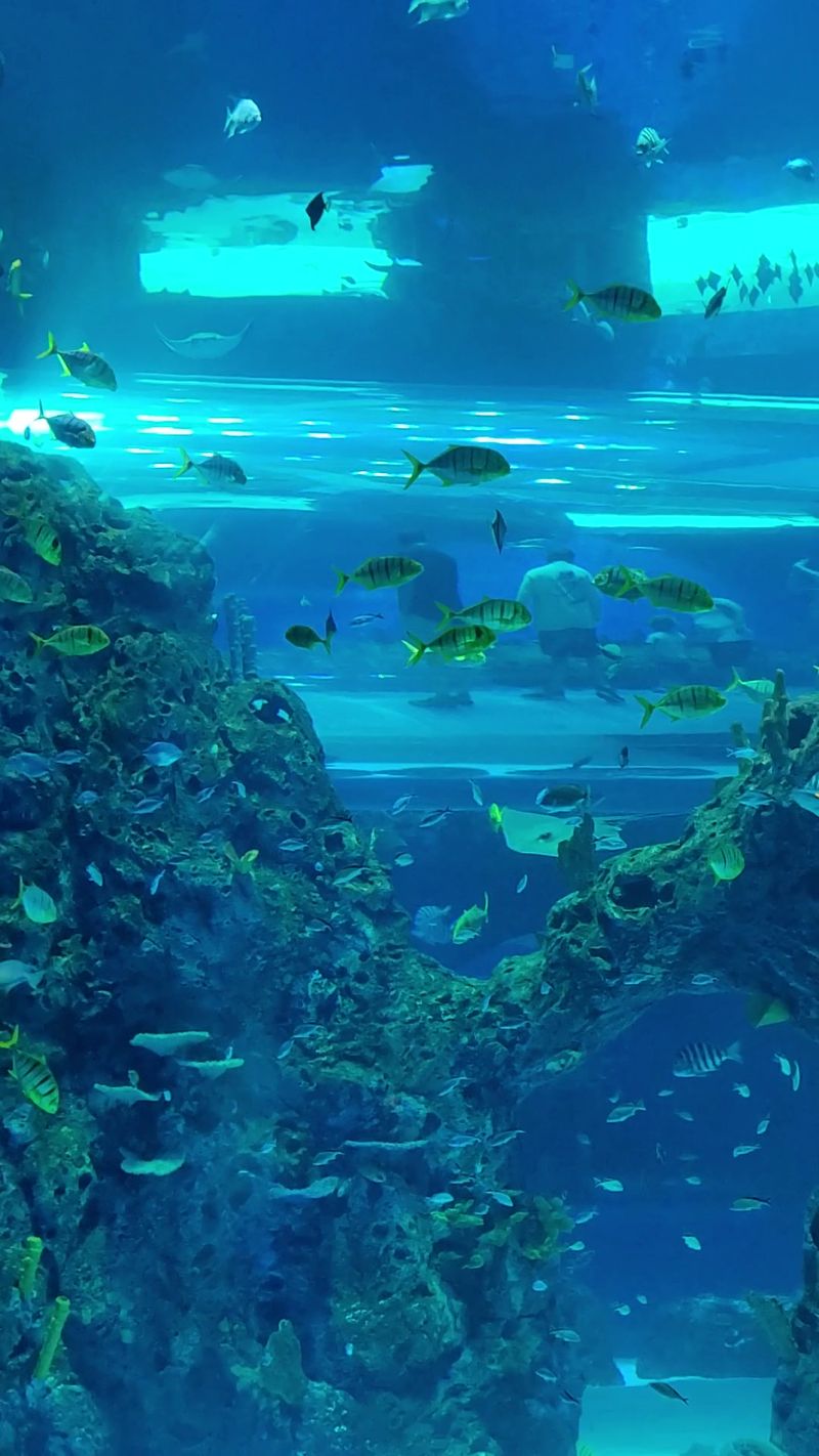More Than One Million Gallons Fill The Aquarium’s Habitats