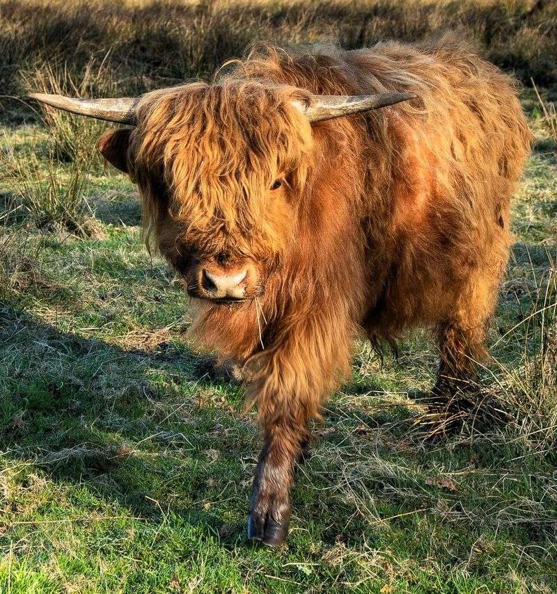 Goats, Pigs, And Fluffy Highland Cows Hold Down The Barnyard