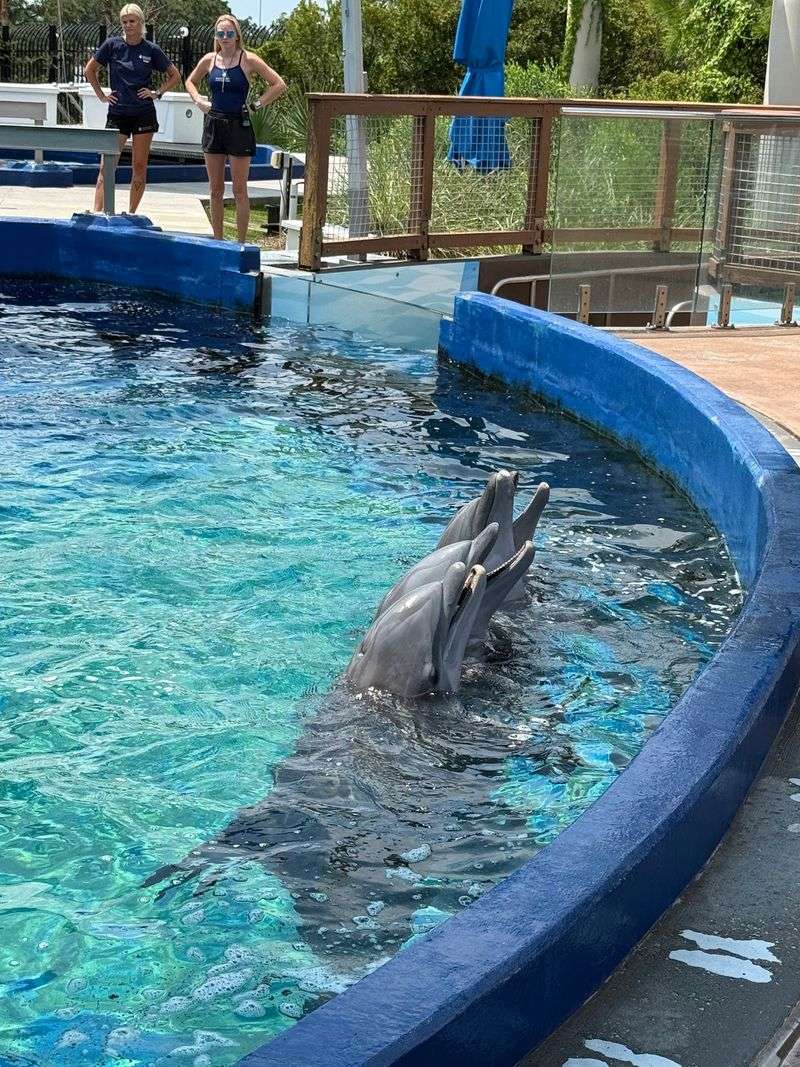 Dolphins, Otters, Alligators, And Touch Pools Broaden The Visit