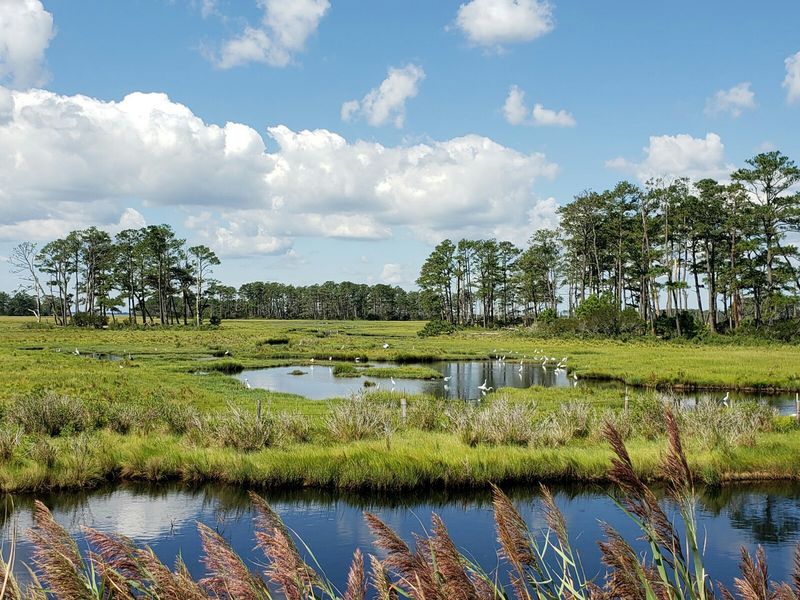 Visitors Can See The Horses While Exploring The National Seashore