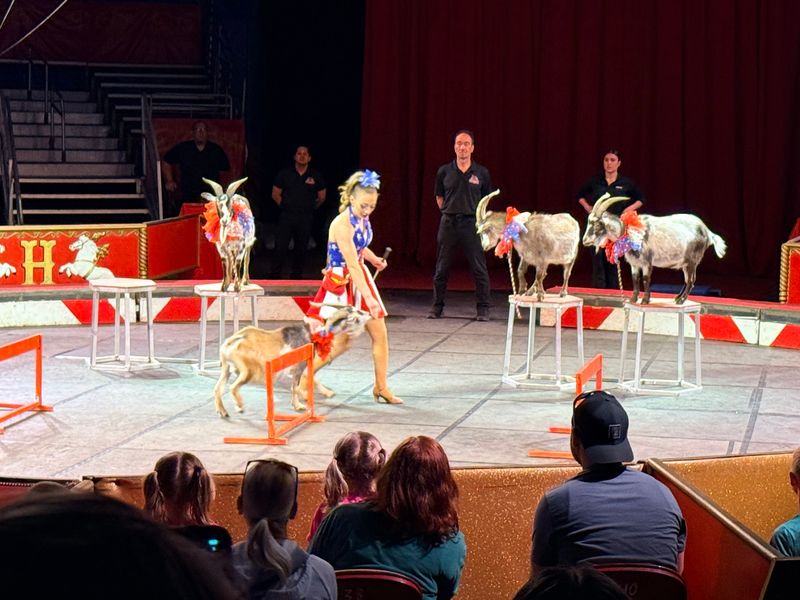 Goats Get Their Moment To Shine Here