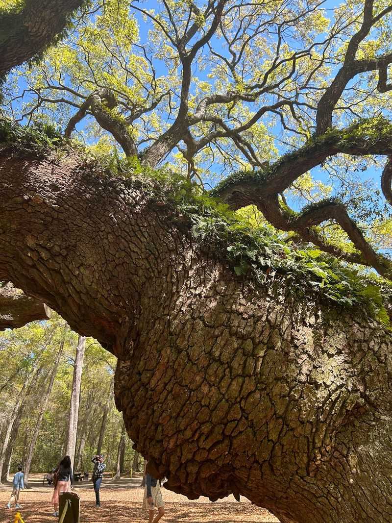Centuries Of Growth Have Given The Tree Its Unusual Shape
