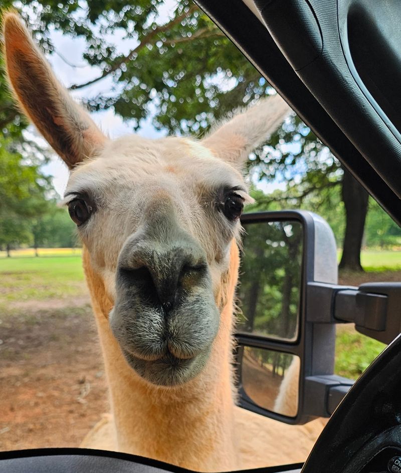 Cherokee Trace Drive-Thru Safari