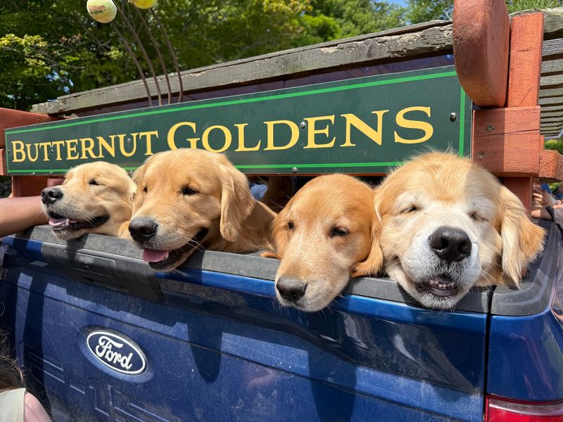 The Dogs Come From Butternut Goldens
