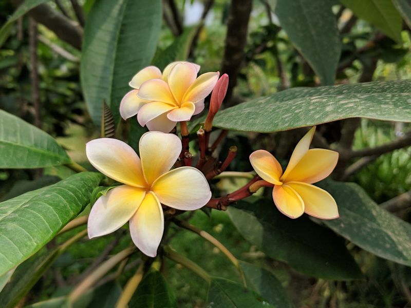 Vanilla, Pepper, And Cacao Steal A Little Spotlight