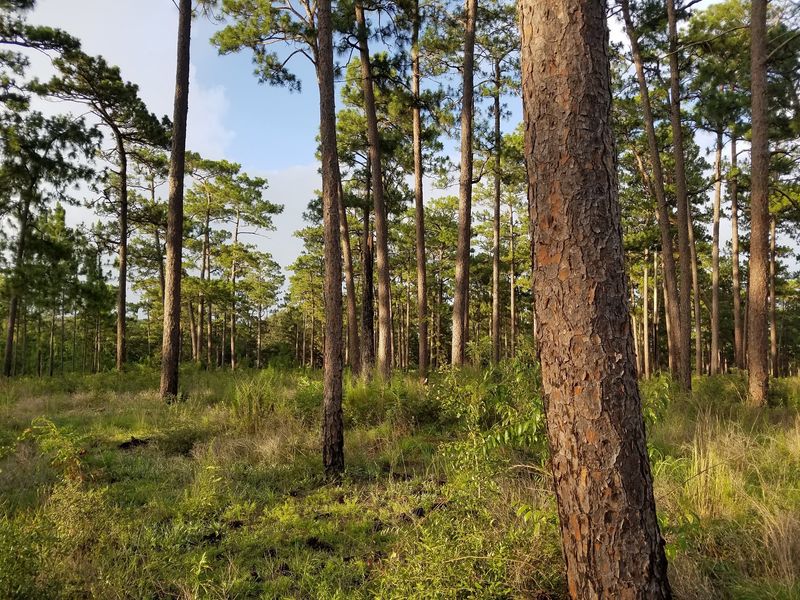 More Than A Hundred Acres Stretch Beyond The Camellias
