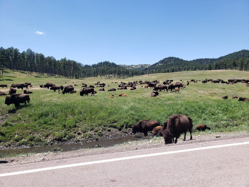 Wildlife Loop Road Is The Main Bison-Viewing Drive