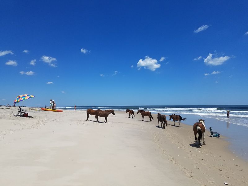 Beaches, Dunes Marshes And Forests Give The Horses Room To Roam