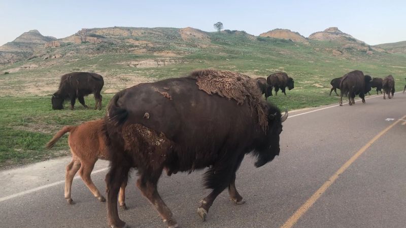 Bison Rule The Road, So Plan To Brake For Them