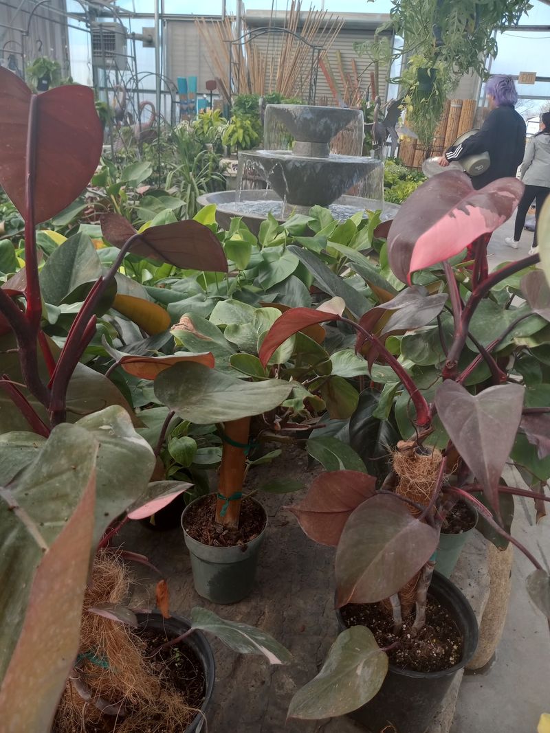 Fountains And Pond Supplies For Water Lovers