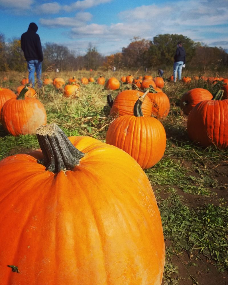 Hayrides, A Corn Maze, And A Pumpkin Patch For Fall Fans