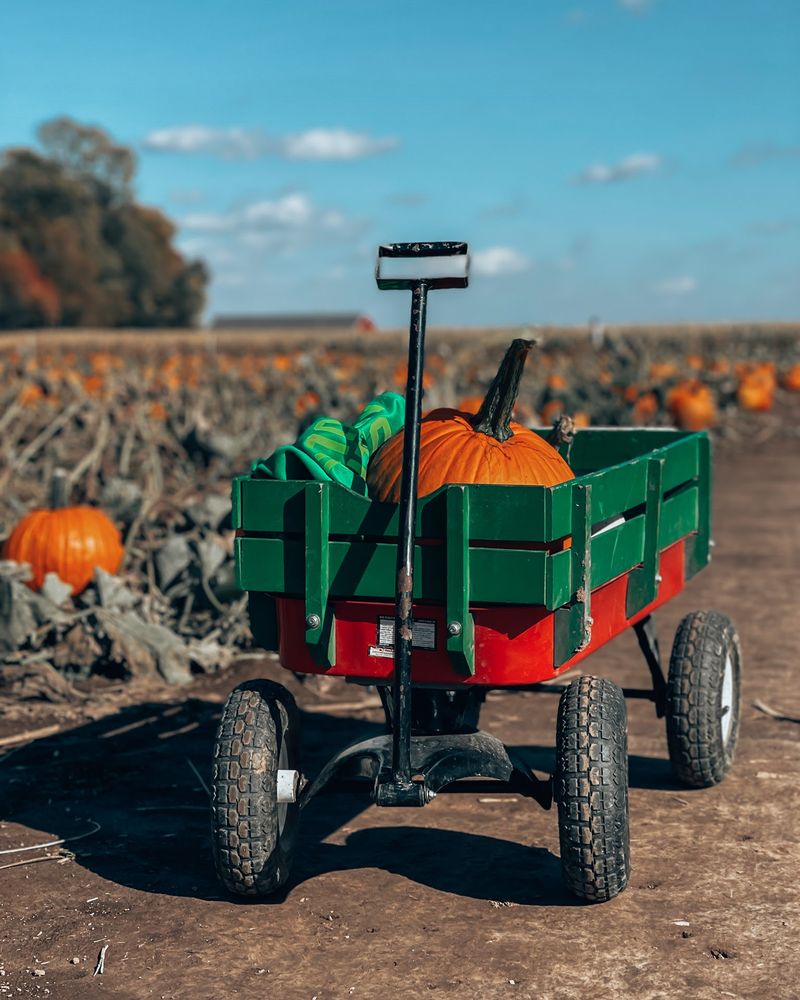 Hayrides And Wagons Make Pumpkin Picking Easier