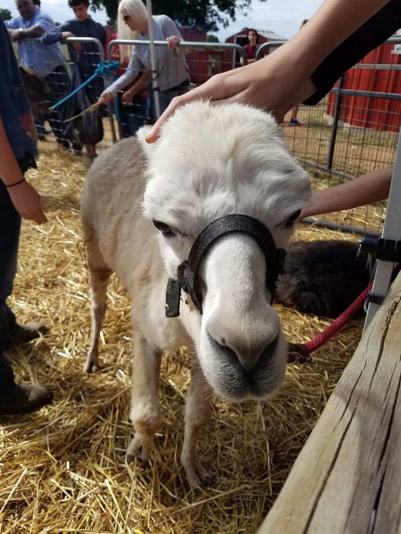 Farm Animals Keep The Ranch Experience Front And Center