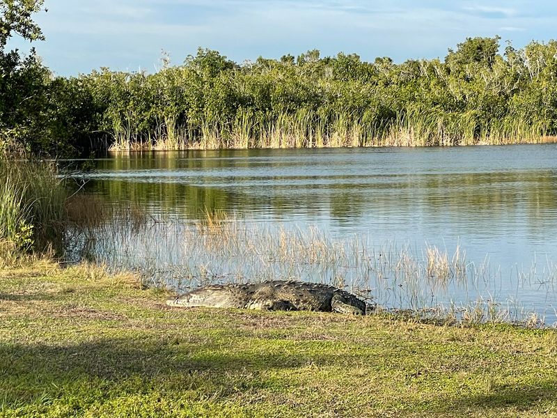 Gators Practically Line Up For Photos On This Trail