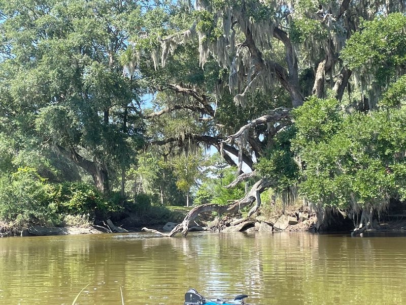 Flooded Forests Reveal Another Side Of South Carolina