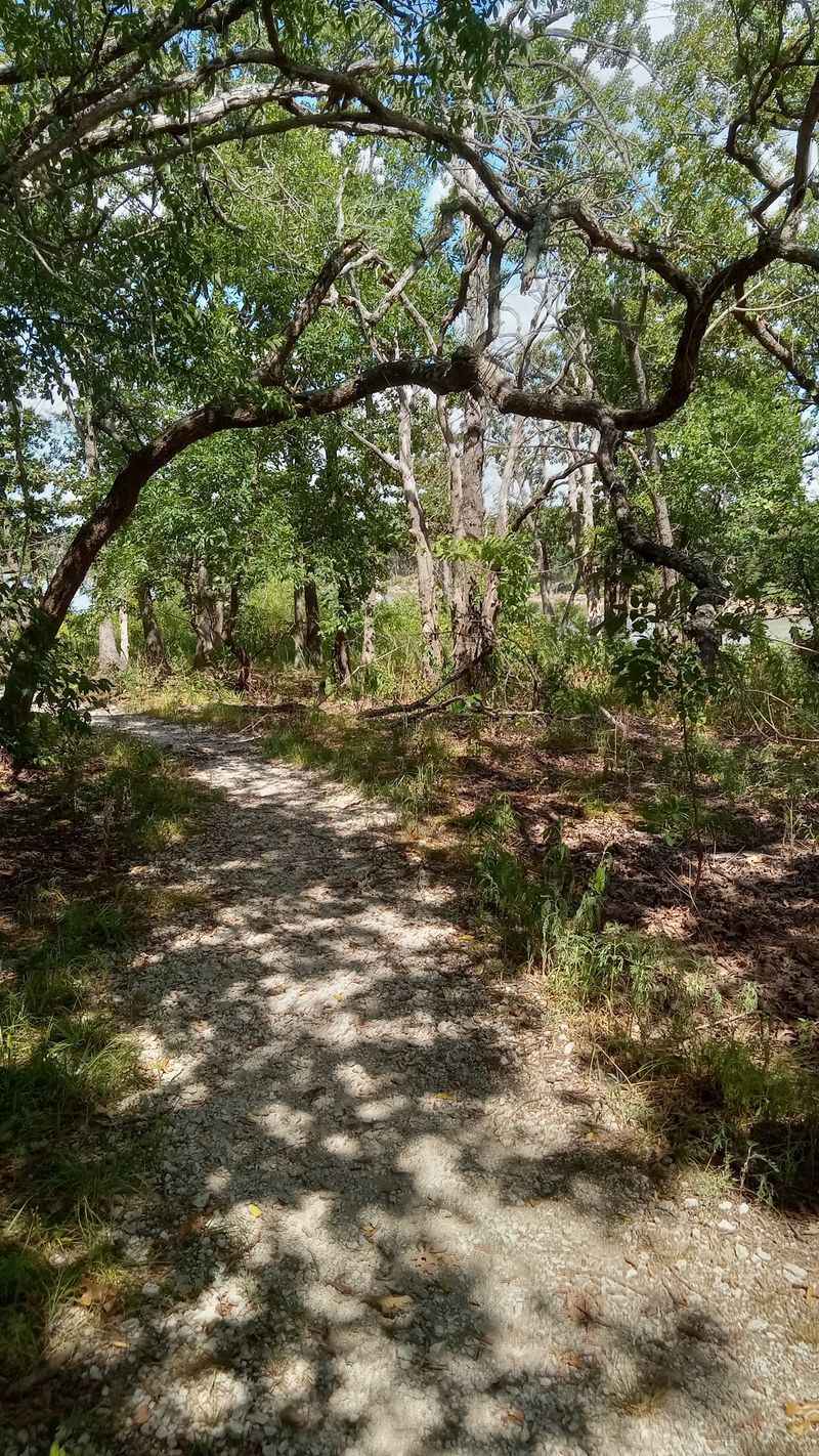 These Oaks Were Already Old When America Was Brand New