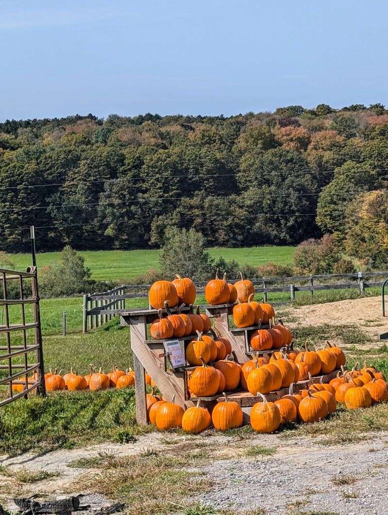 Fall Brings A Five-Acre Corn Maze To The Farm