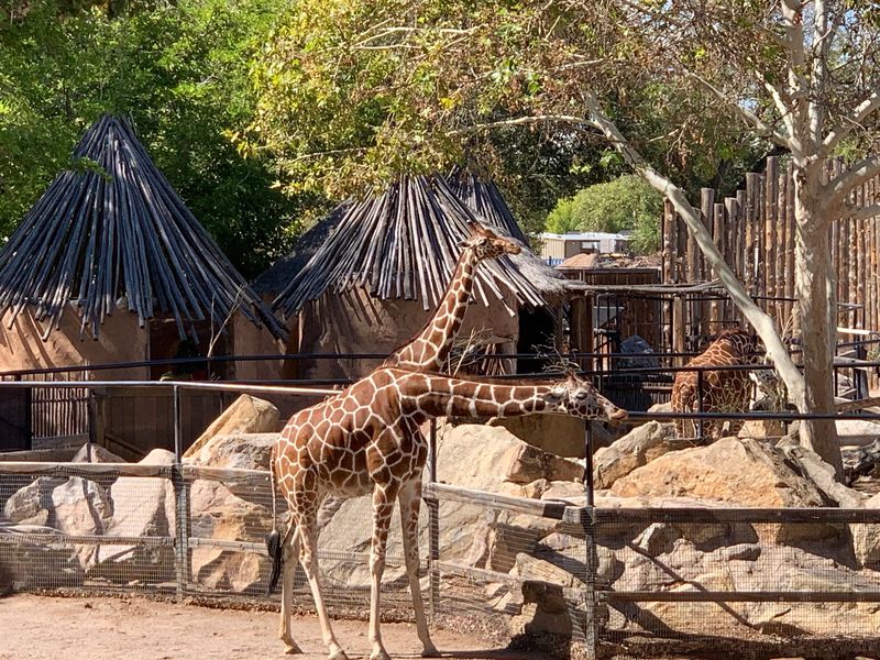 ABQ BioPark Zoo, Albuquerque