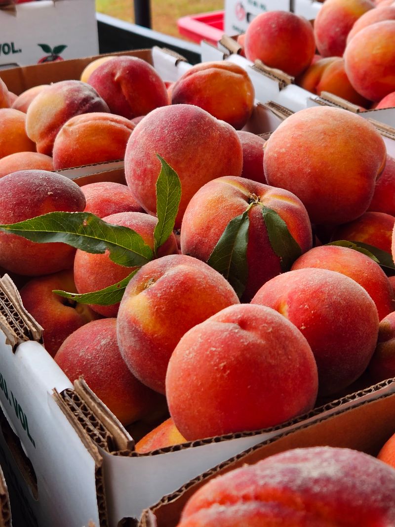Peaches Get Their Moment Before The Apples Arrive