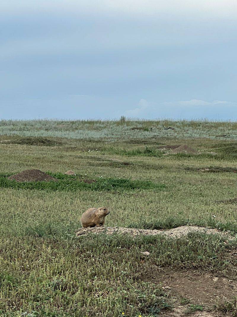 Prairie Dogs Will Bark At You, And It's Adorable