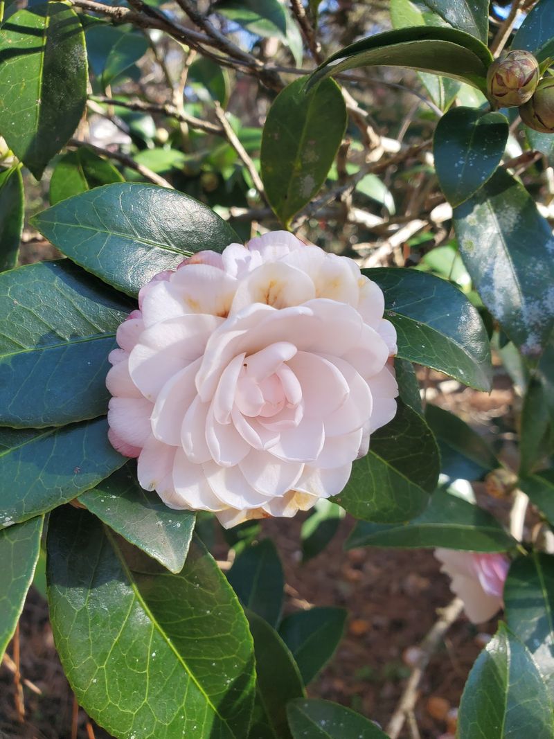 Late Fall Starts The Camellia Season
