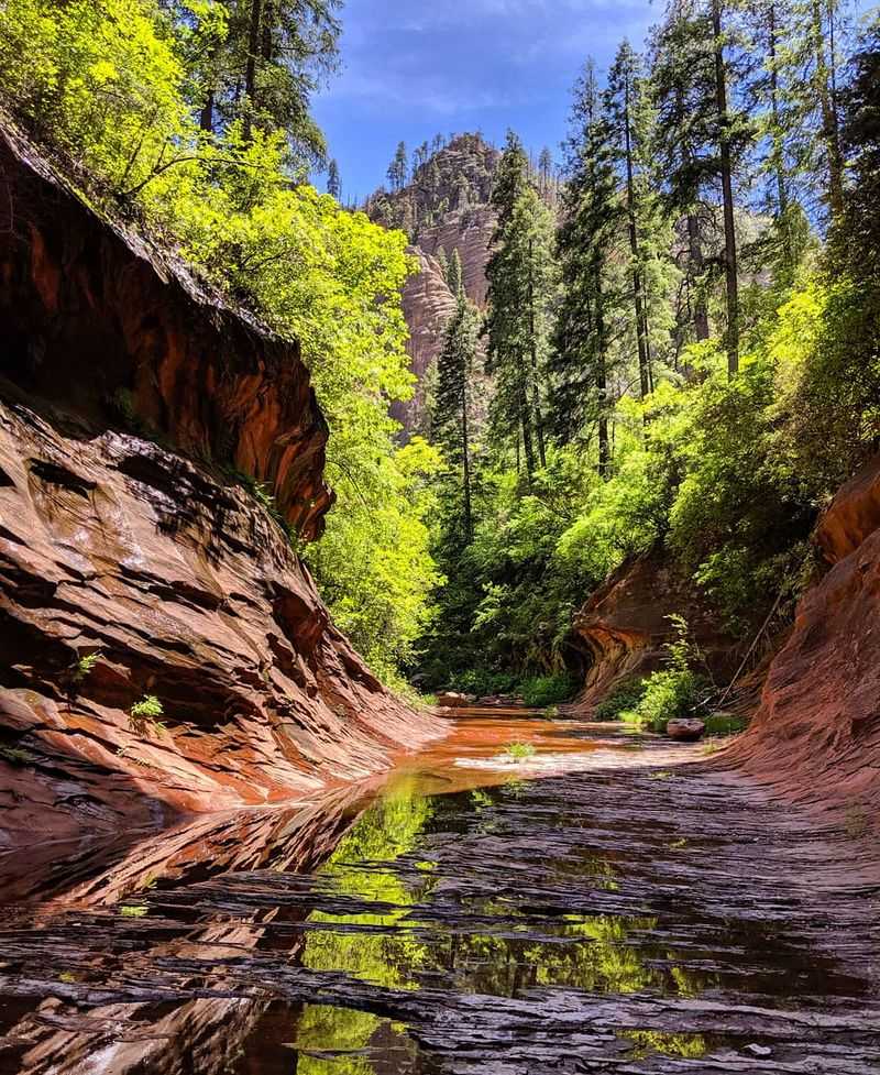 A Desert Trail That Somehow Grew A Forest