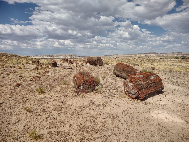 Those Shiny Logs Date Back To The Dawn of the Dinosaurs