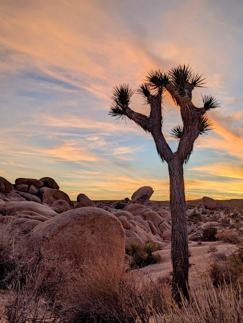 Those Wild Branches Belong To A Plant With A Great Backstory
