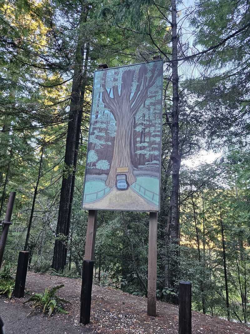 A Towering Redwood Rises Above Northern California