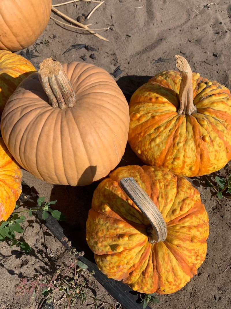 Go Hunting For The Roundest Pumpkin In The Patch