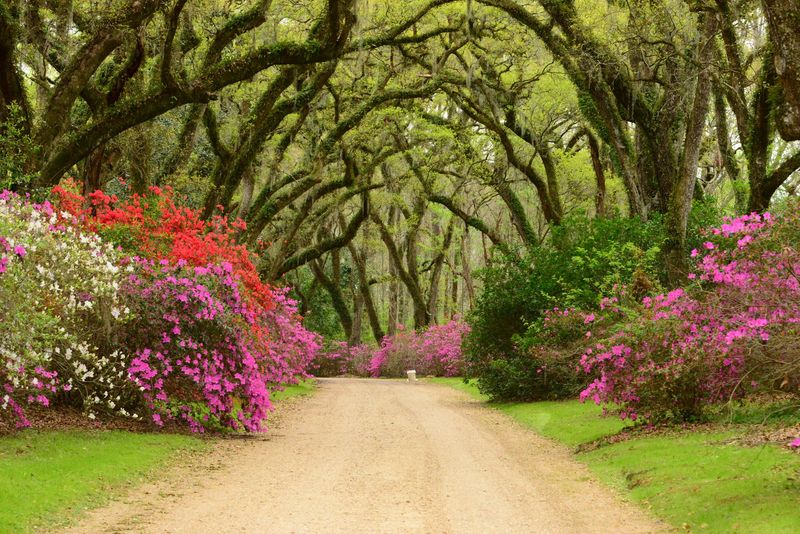 Your Arrival Comes Through A Half-Mile Tunnel Of Live Oaks
