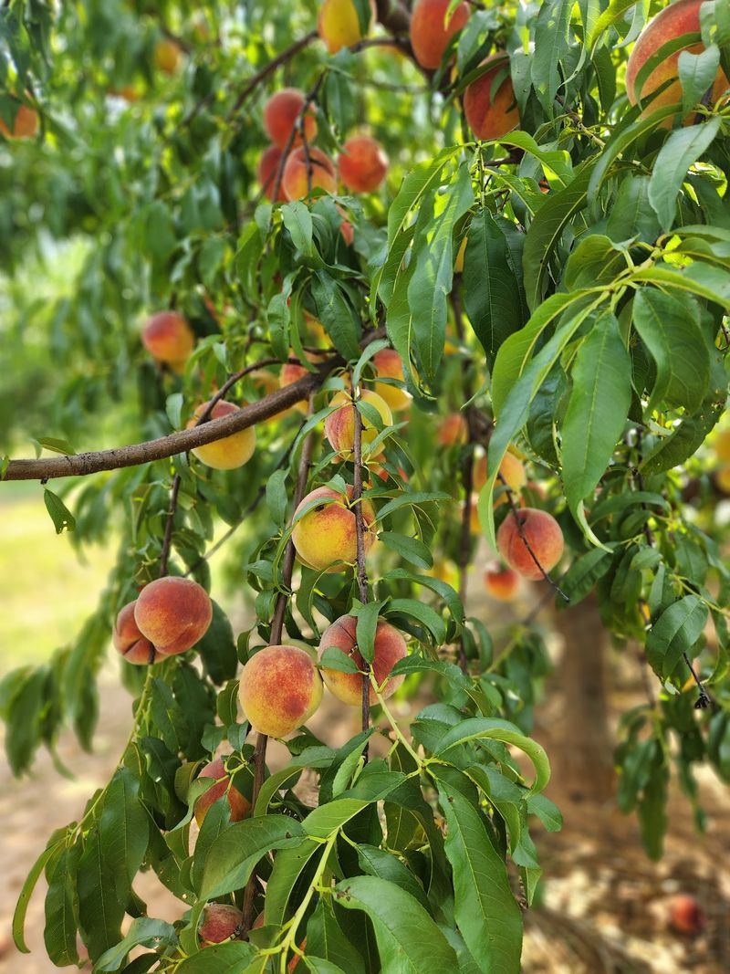 A Family Story Rooted In Peaches