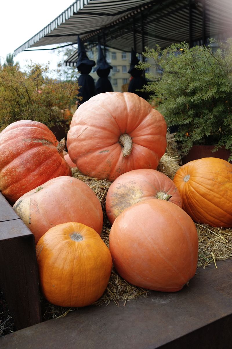 The Patio Gets A Spooky Makeover For One Wicked Afternoon