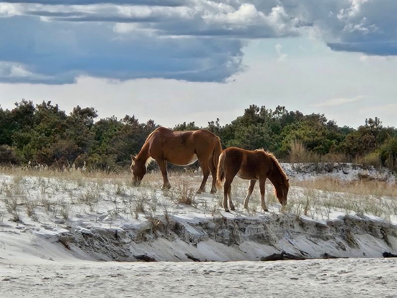 Wild Horses Have Lived On The Island For More Than 300 Years