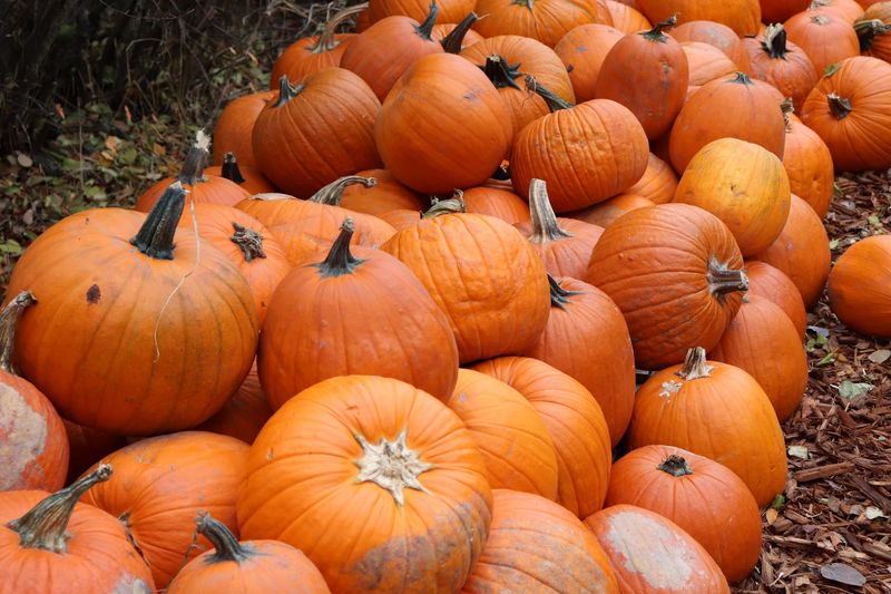 Pumpkins Still Set The Tone For The Day