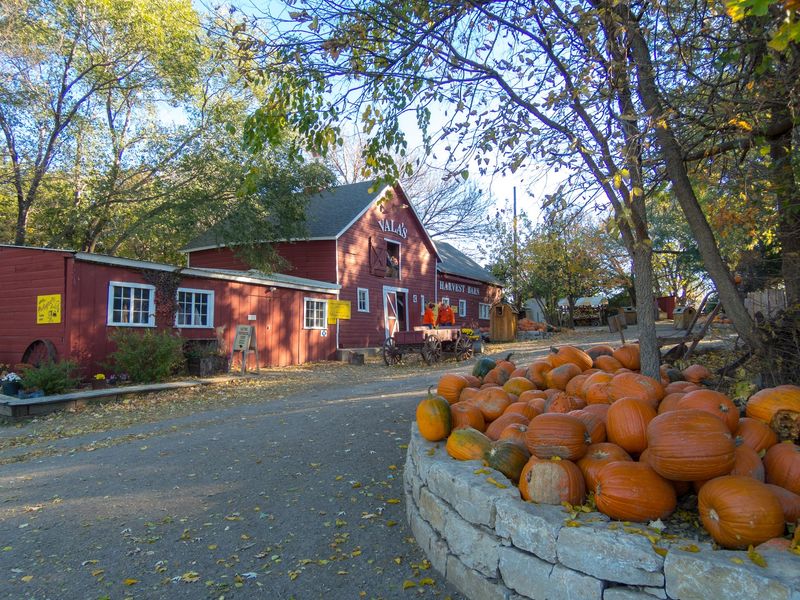 Vala’s Creates A Brand-New Corn Maze Design Every Fall