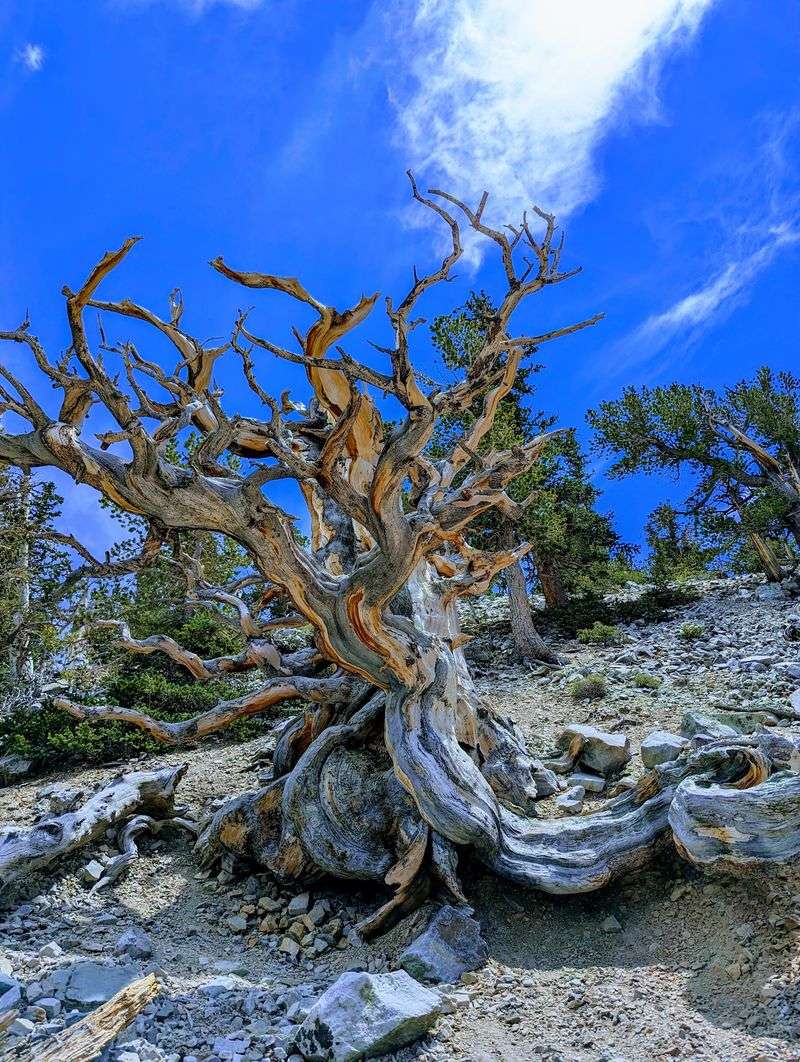 Meet Trees That Were Already Ancient Before Rome Existed