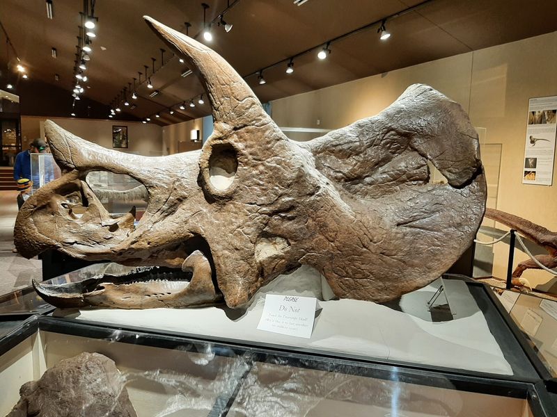Real Badlands Bones Are The Stars Of This Show