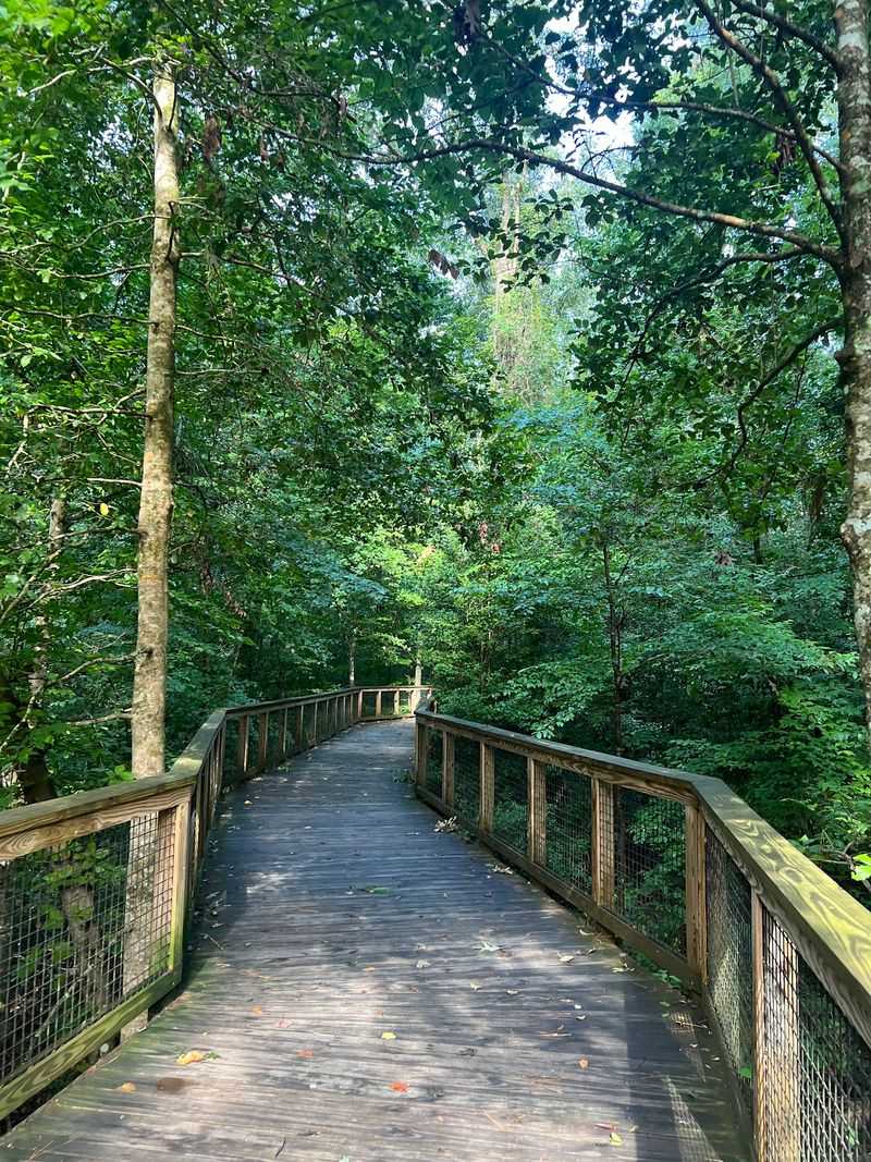 Start Your Trip On A Wooden Path Floating Above The Swamp