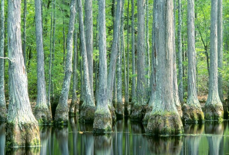 Blackwater Creeks Lead Deep Into Francis Marion National Forest