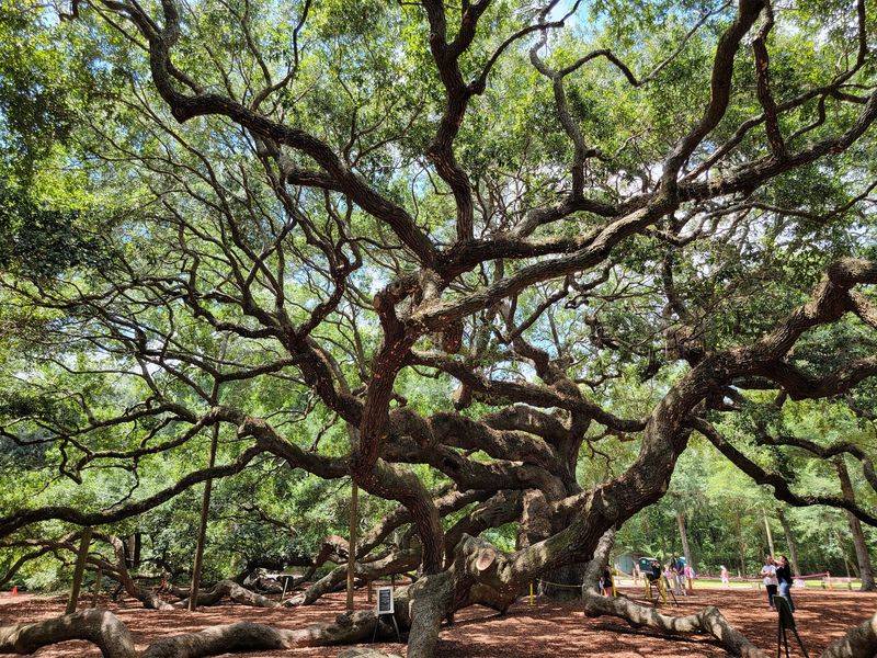Angel Oak May Be Around 400 To 500 Years Old