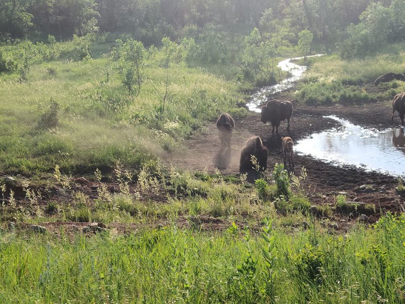 Roughly 1,300 To 1,400 Bison Roam This State Park